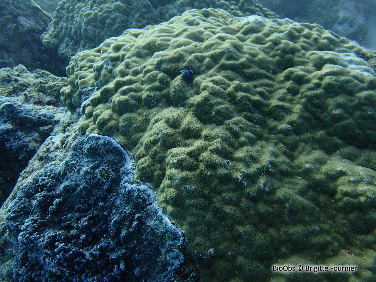 Corail poreux bleu - Montipora efflorescens - Brigitte Fournier - BioObs