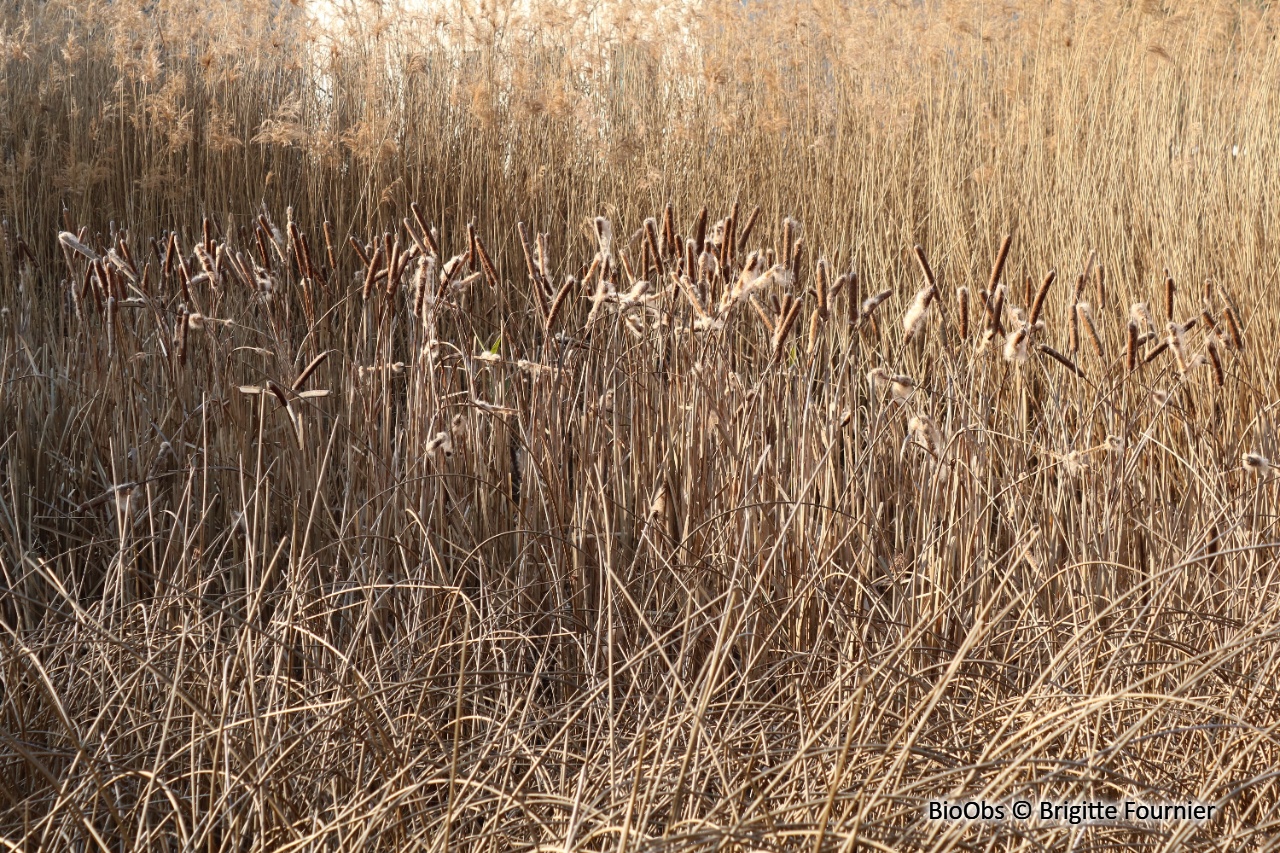 Massette à larges feuilles - Typha latifolia - Brigitte Fournier - BioObs