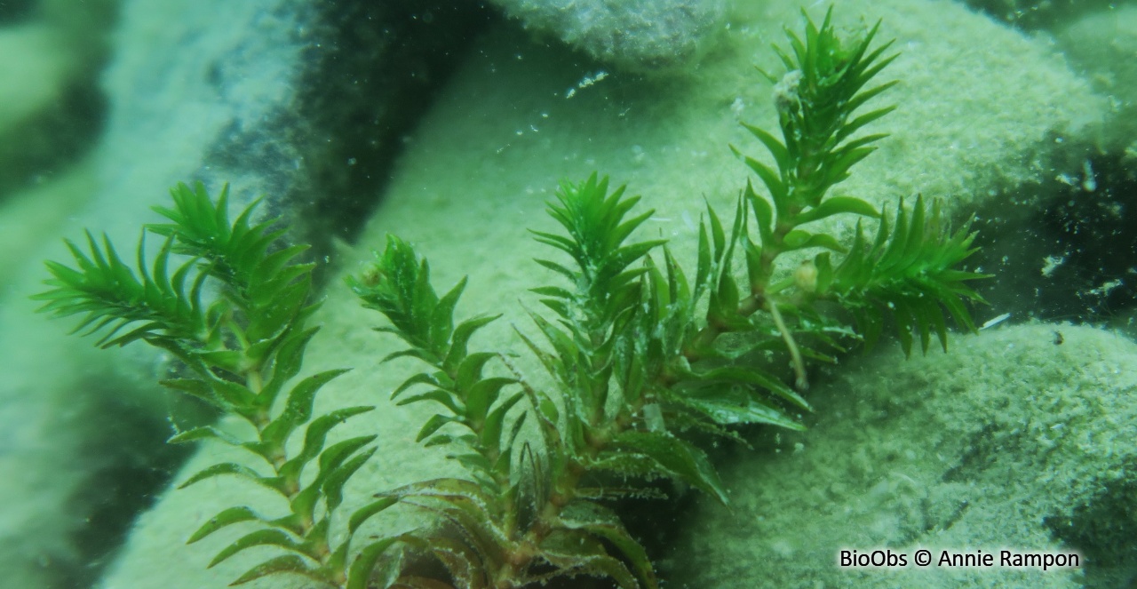 Potamot dense - Groenlandia densa - Annie Rampon - BioObs