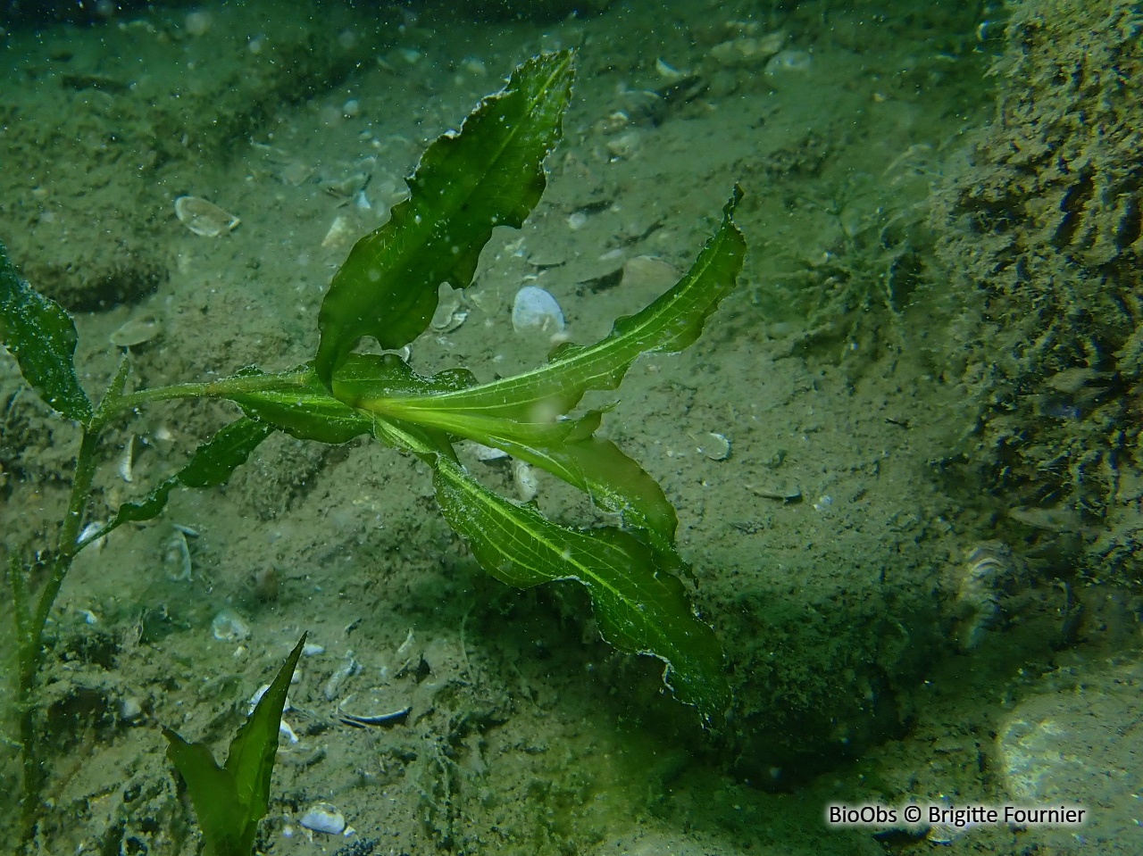 Potamot luisant - Potamogeton lucens - Brigitte Fournier - BioObs