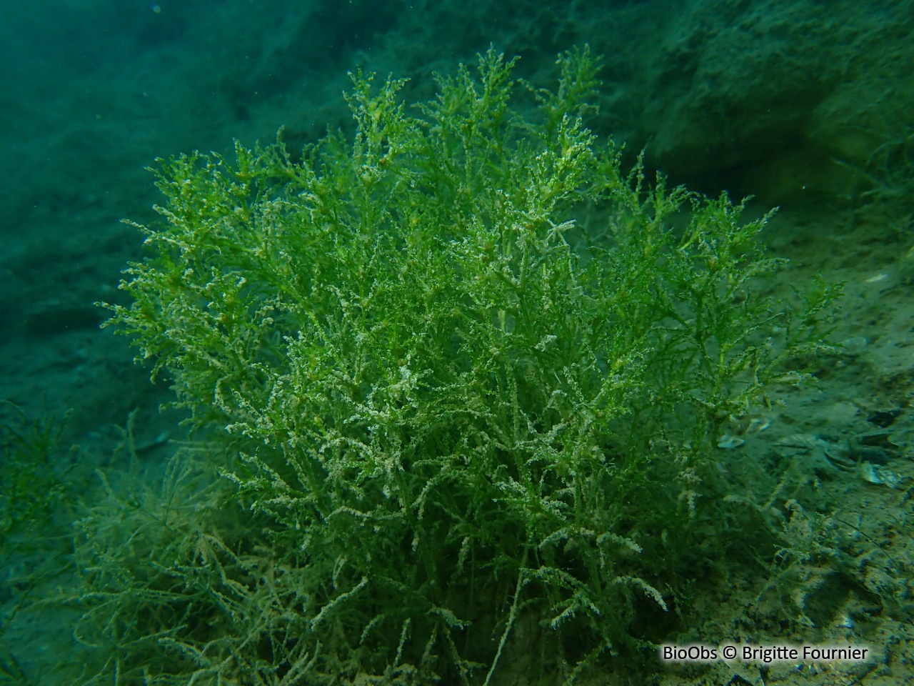 Petite naïade - Najas minor - Brigitte Fournier - BioObs