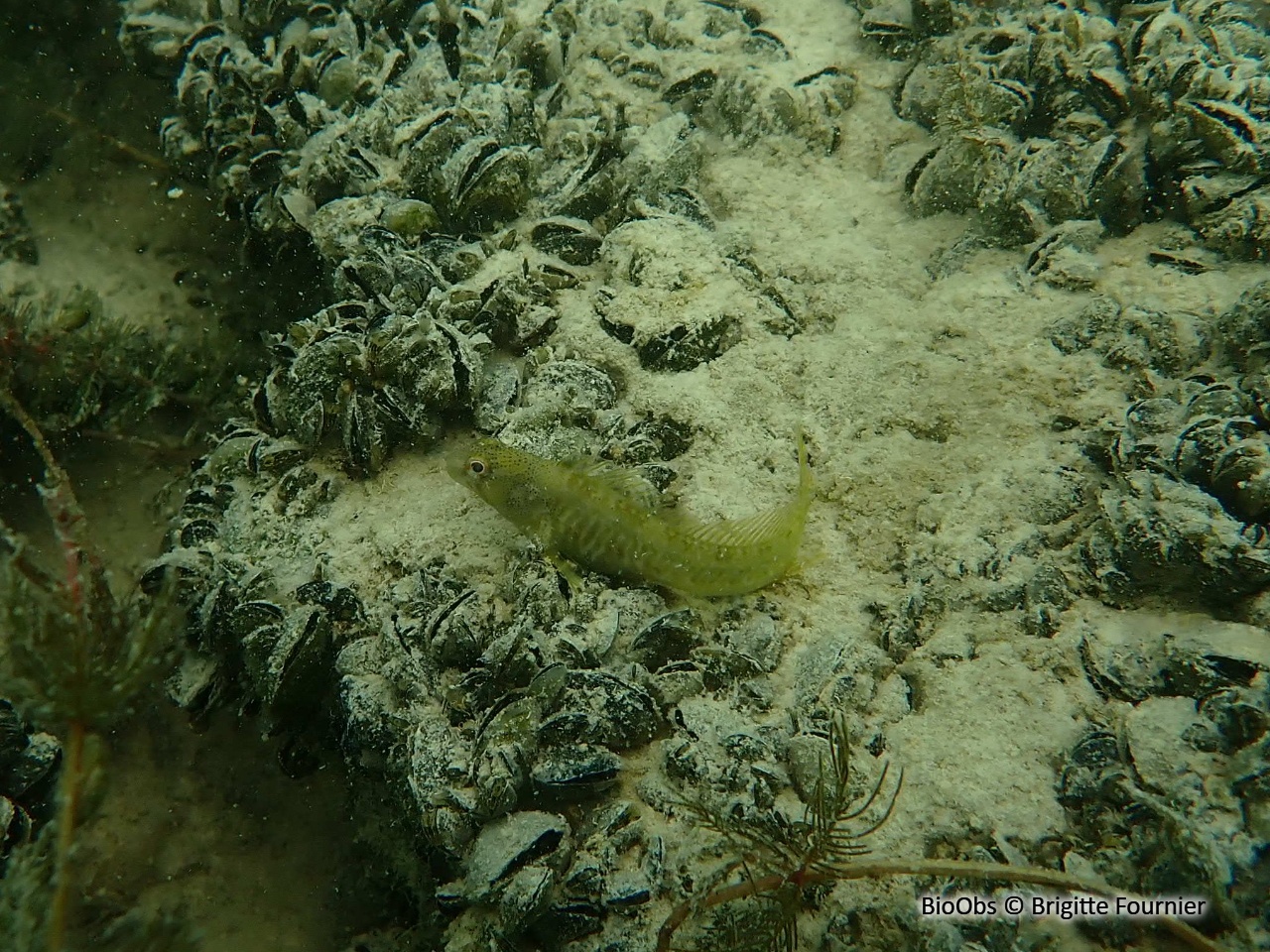 Blennie fluviatile - Salaria fluviatilis - Brigitte Fournier - BioObs