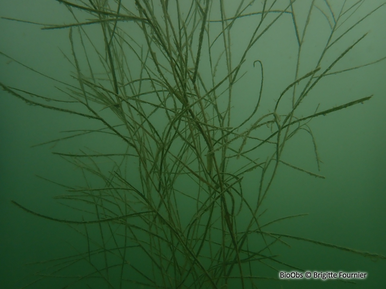 Potamot pectiné - Stuckenia pectinata - Brigitte Fournier - BioObs