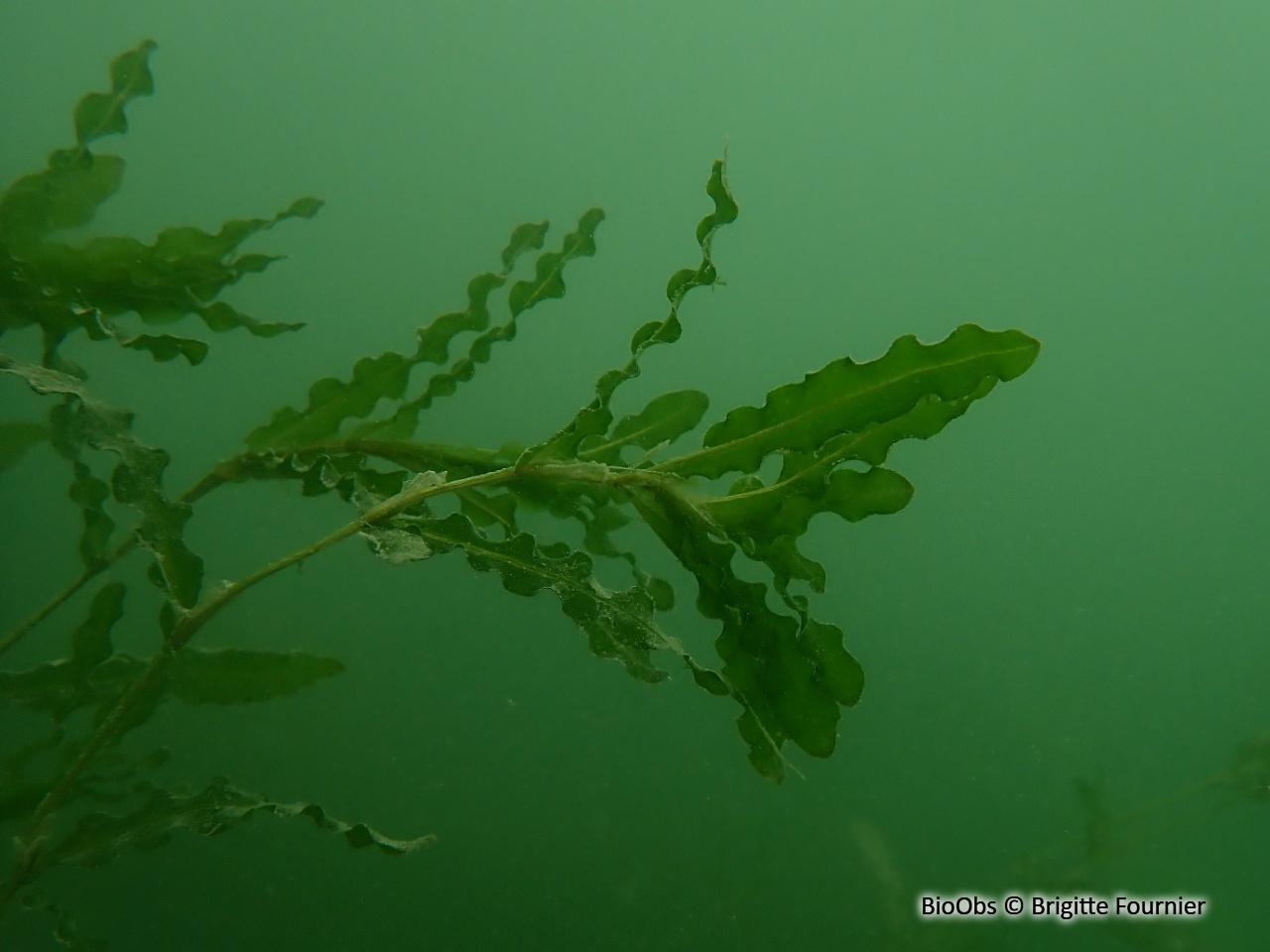 Potamot crépu - Potamogeton crispus - Brigitte Fournier - BioObs