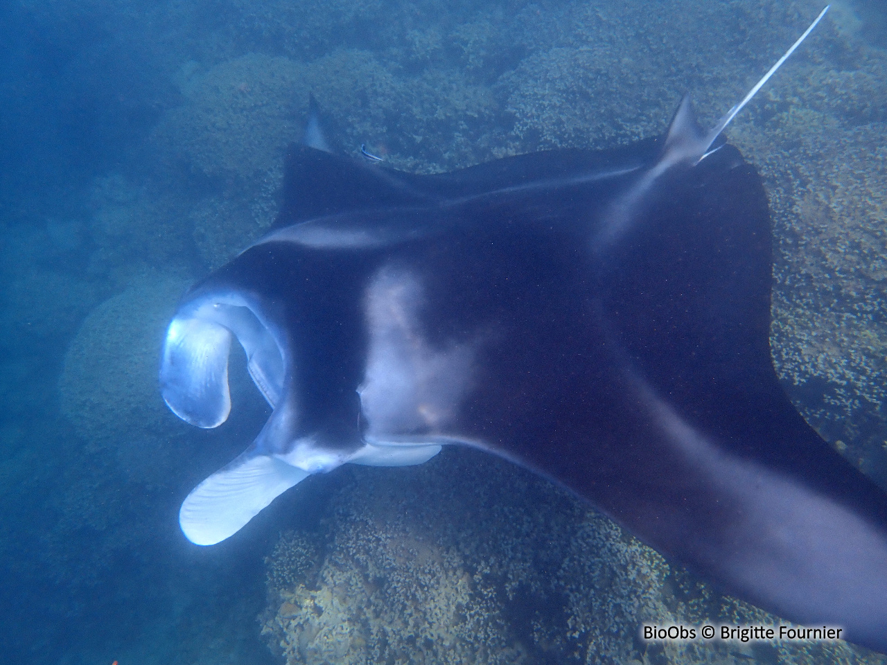 Manta d'Alfred - Mobula alfredi - Brigitte Fournier - BioObs