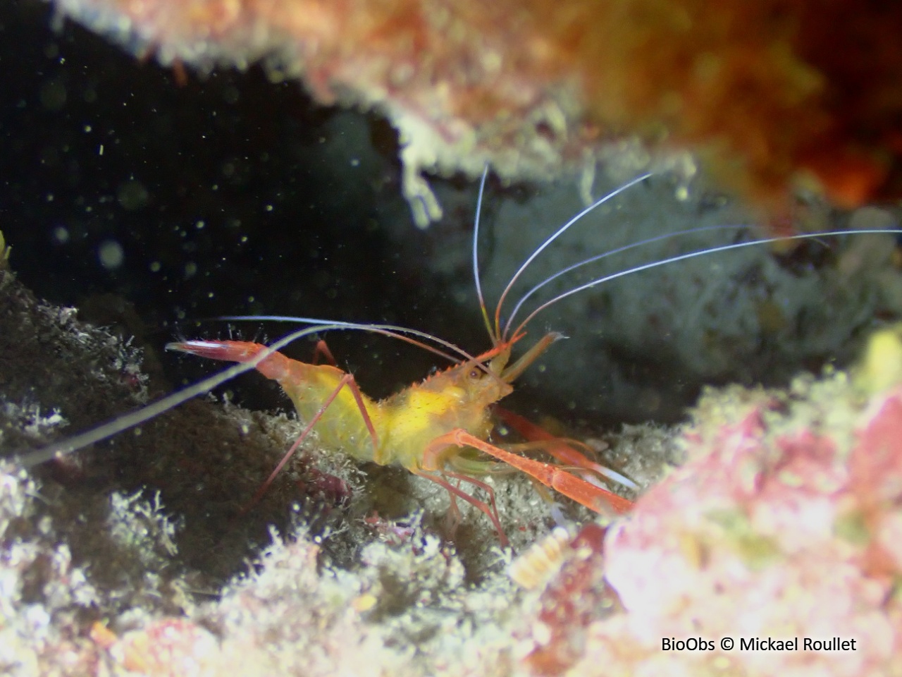 Crevette cavernicole à grandes pinces - Stenopus spinosus - Mickael Roullet - BioObs