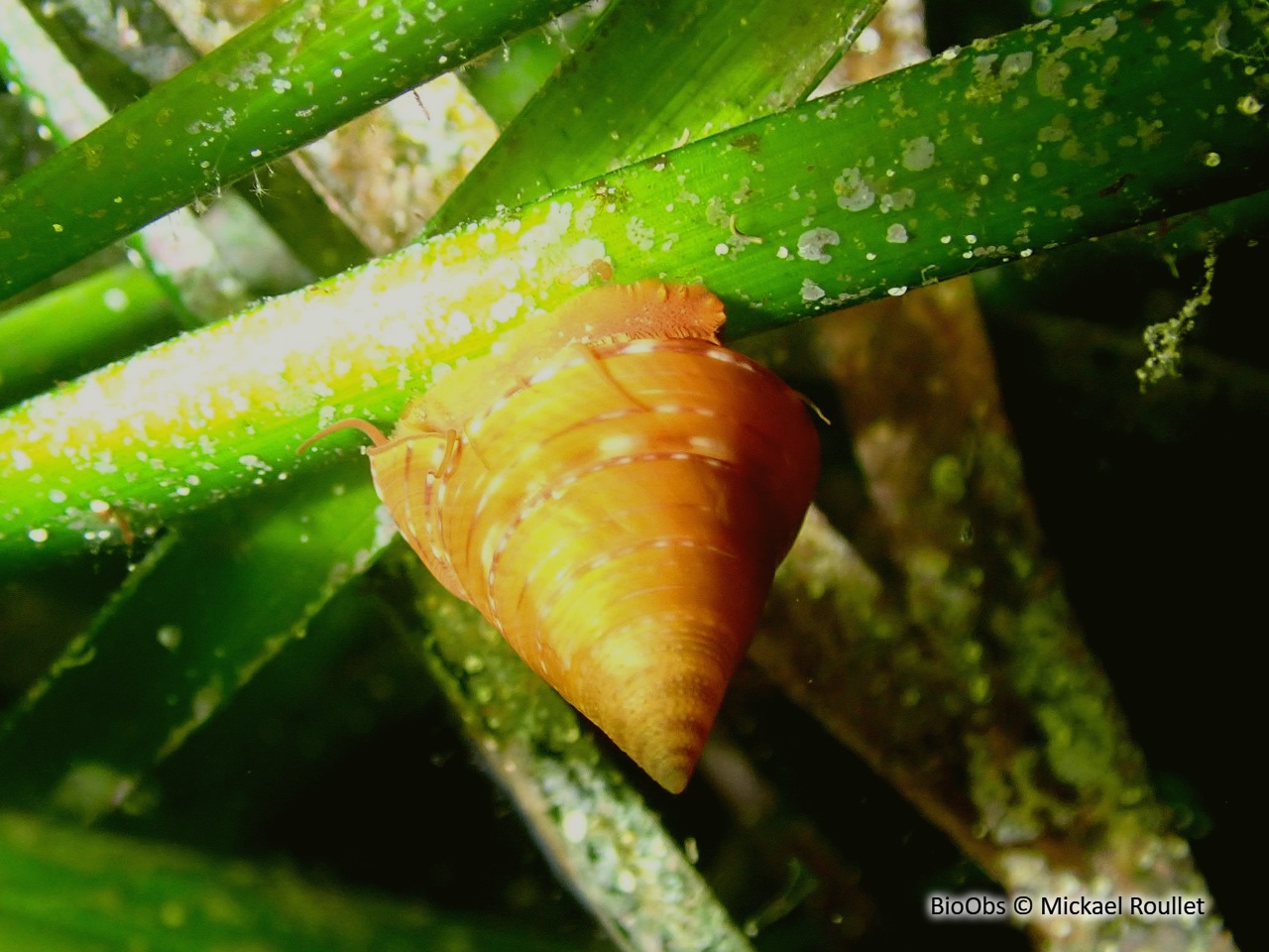 Troque orange - Calliostoma conulus - Mickael Roullet - BioObs
