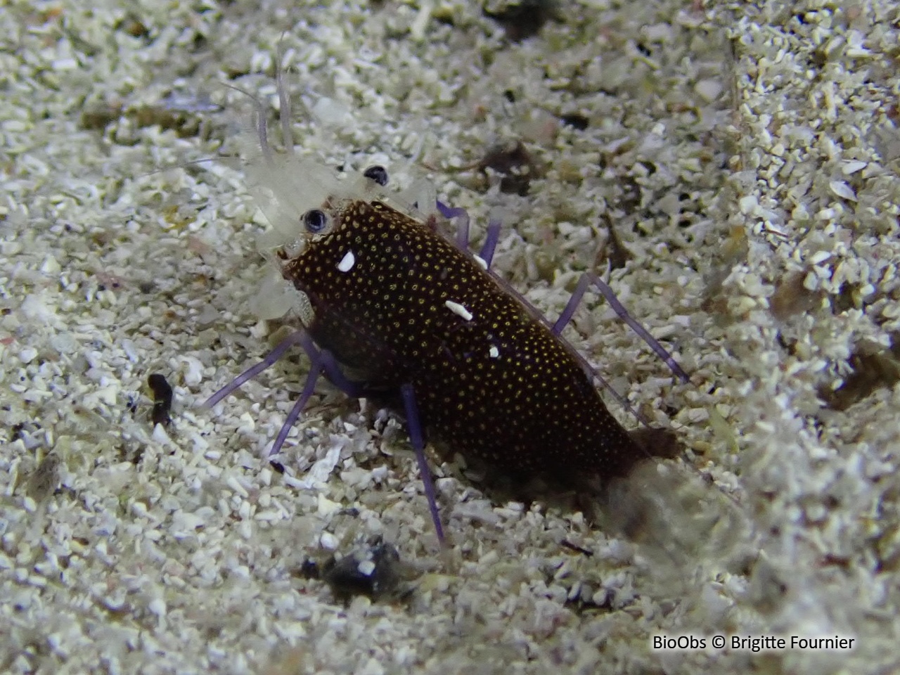 Crevette drimo - Gnathophyllum elegans - Brigitte Fournier - BioObs