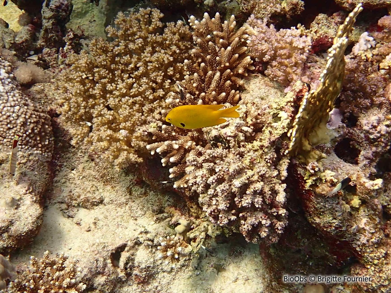 Demoiselle soufre - Pomacentrus sulfureus - Brigitte Fournier - BioObs