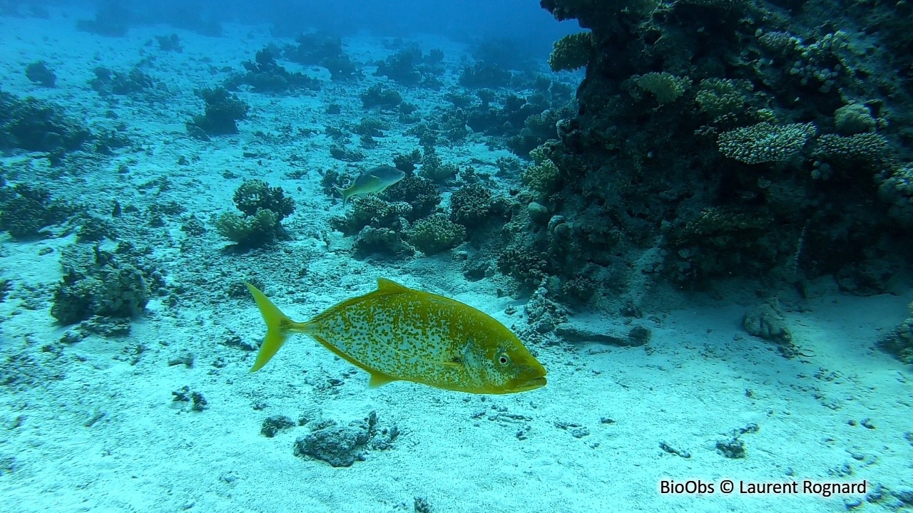 Carangue bajad - Carangoides bajad - Laurent Rognard - BioObs