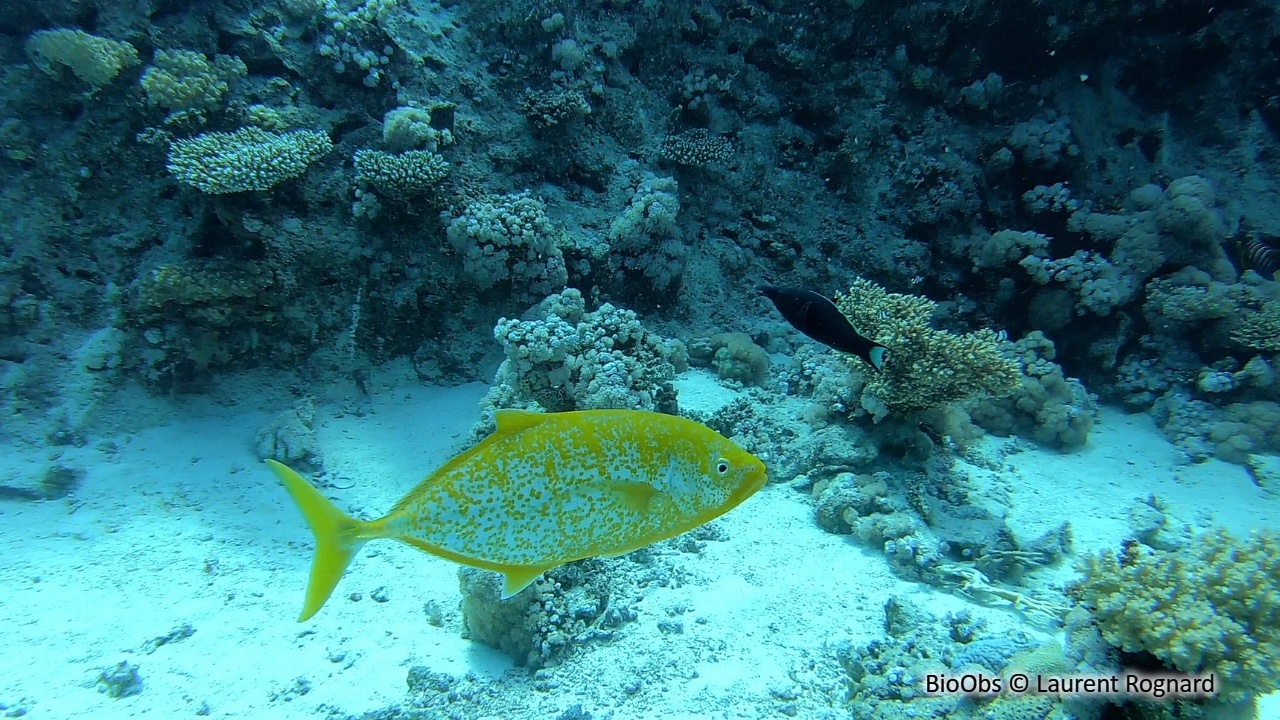 Carangue bajad - Carangoides bajad - Laurent Rognard - BioObs