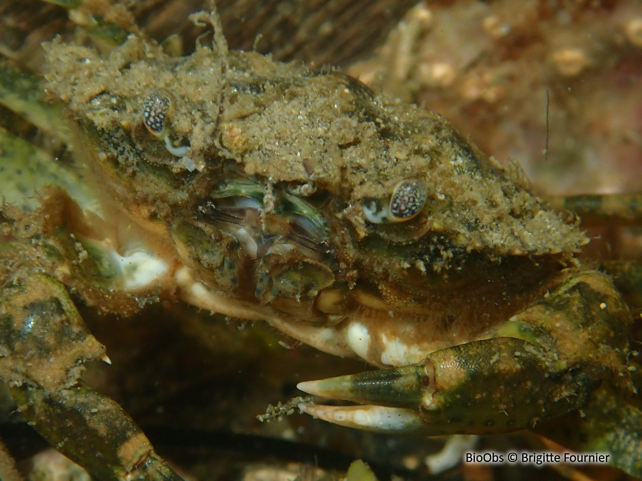 Crabe vert de Méditerranée - Carcinus aestuarii - Brigitte Fournier - BioObs