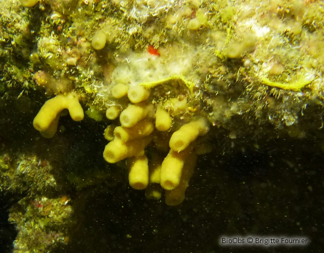 Eponge tubulaire brune - Haliclona (Reniera) aquaeductus - Brigitte Fournier - BioObs