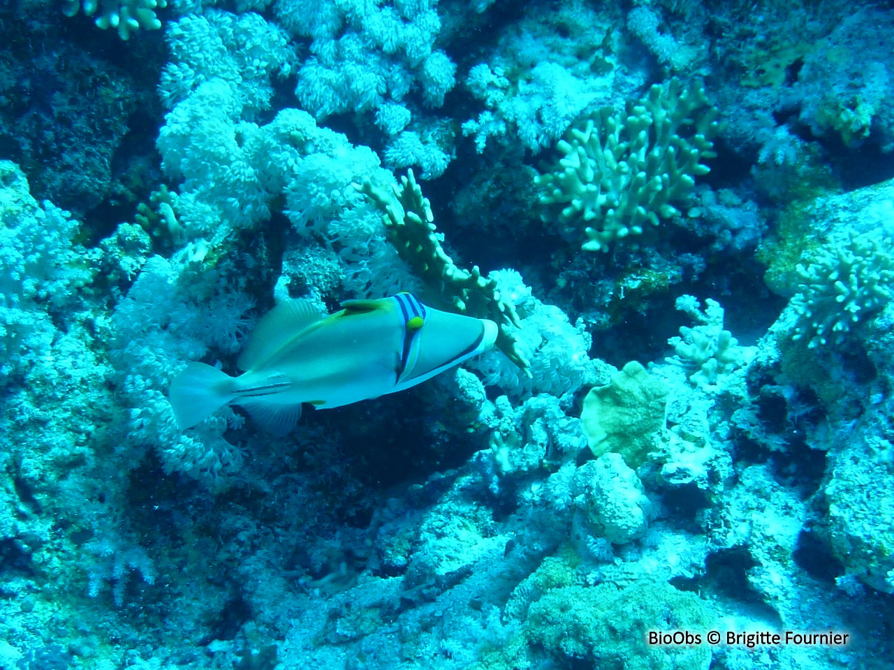 Baliste picasso de la mer Rouge - Rhinecanthus assasi - Brigitte Fournier - BioObs