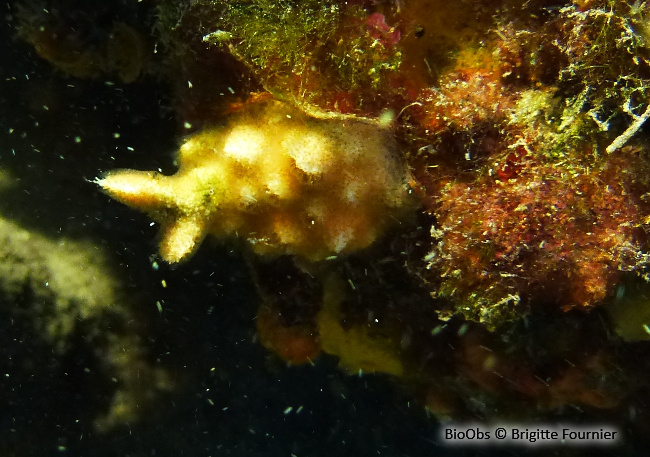 Bryozoaire corne d'élan - Dentiporella sardonica - Brigitte Fournier - BioObs