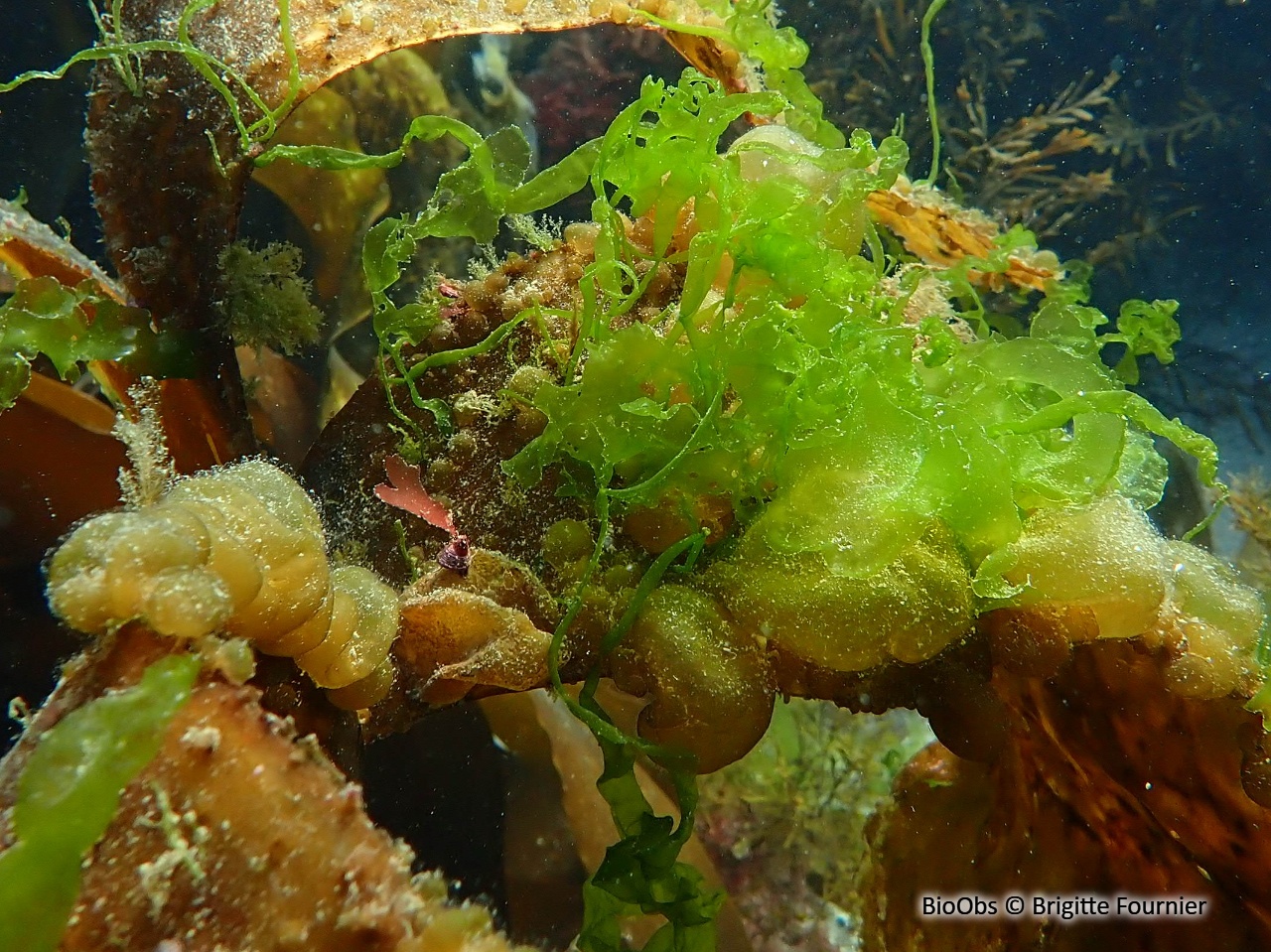 Colpoménia sinueux - Colpomenia sinuosa - Brigitte Fournier - BioObs