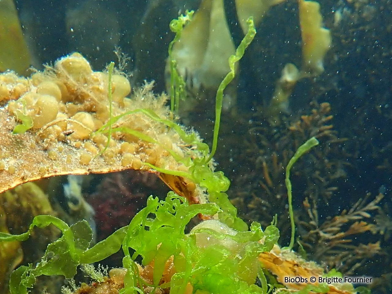 Entéromorphe intestinalis - Ulva intestinalis - Brigitte Fournier - BioObs