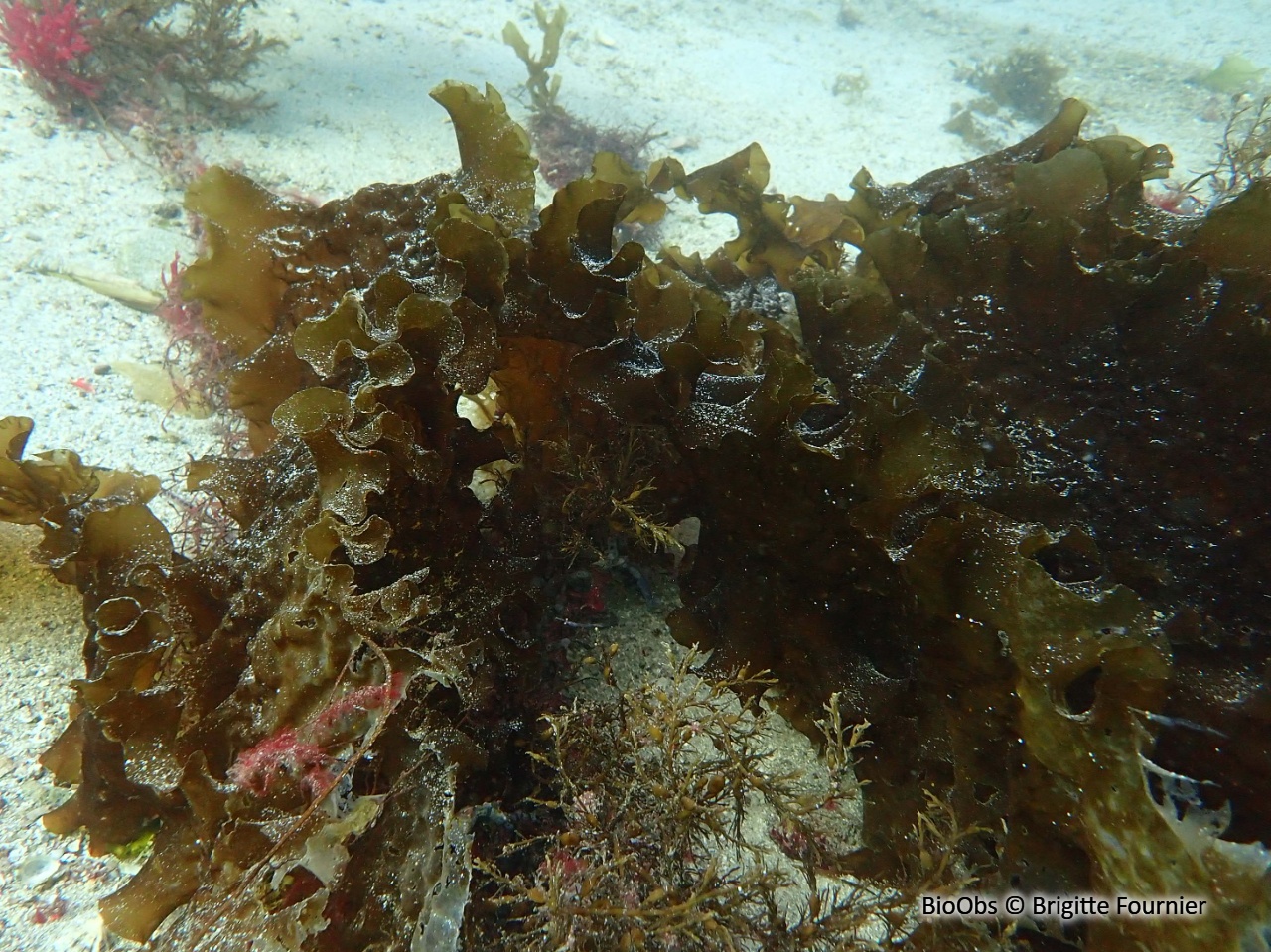 Laminaire sucrée - Saccharina latissima - Brigitte Fournier - BioObs