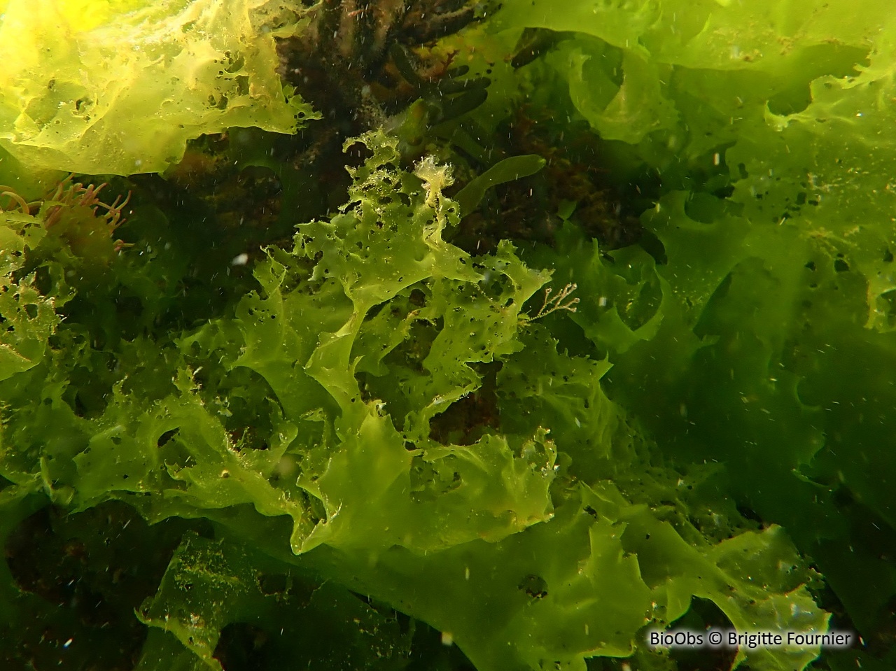 Ulve rigide - Ulva rigida - Brigitte Fournier - BioObs