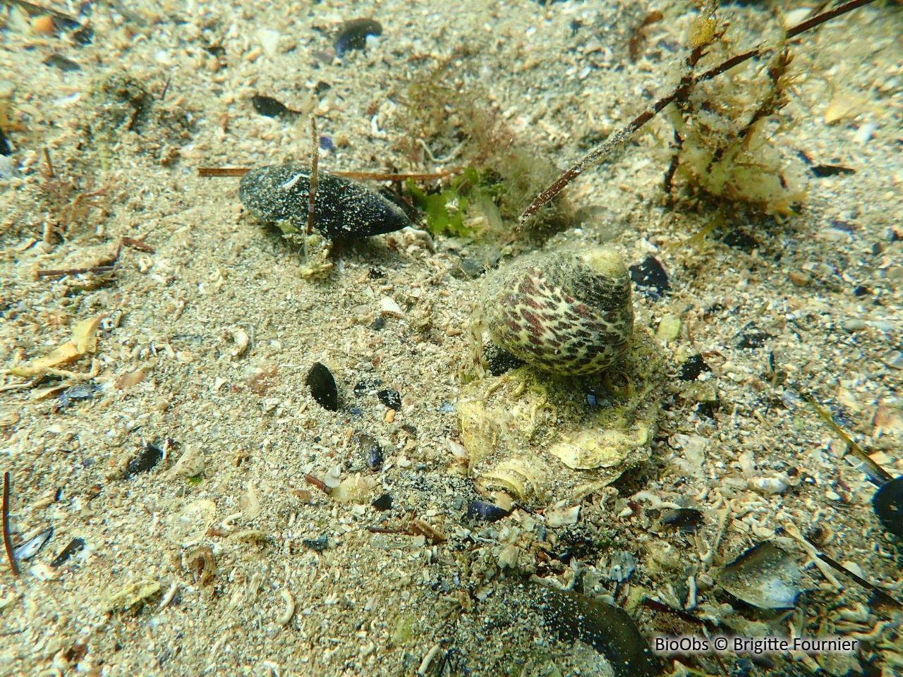 Gibbule toupie - Phorcus turbinatus - Brigitte Fournier - BioObs