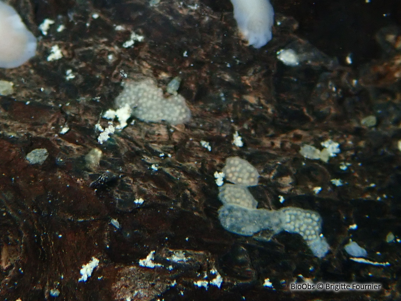 Bryozoaire flottant - Pectinatella magnifica - Brigitte Fournier - BioObs