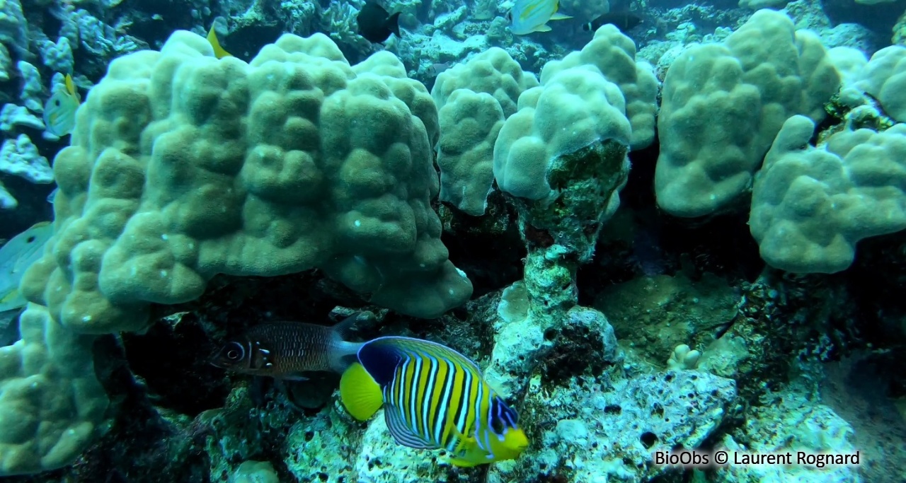 Porites (genre) - Porites sp - Laurent Rognard - BioObs