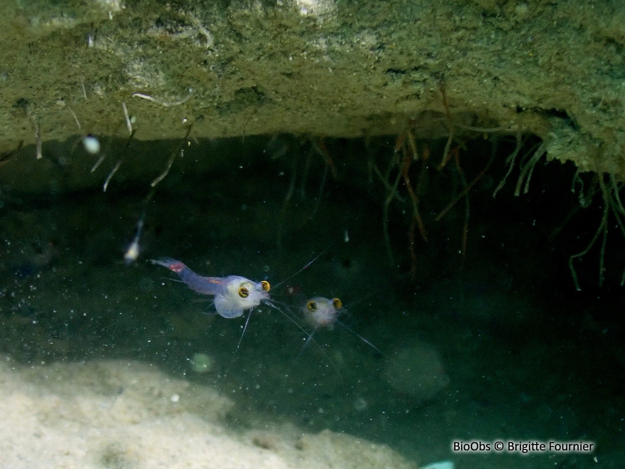 Crevette rouge sang - Hemimysis anomala - Brigitte Fournier - BioObs