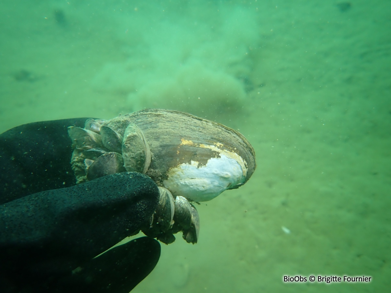 Mulette des rivières - Potomida littoralis - Brigitte Fournier - BioObs