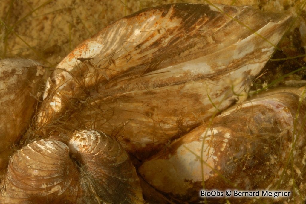 Moule quagga - Dreissena rostriformis bugensis - Bernard Meignier - BioObs