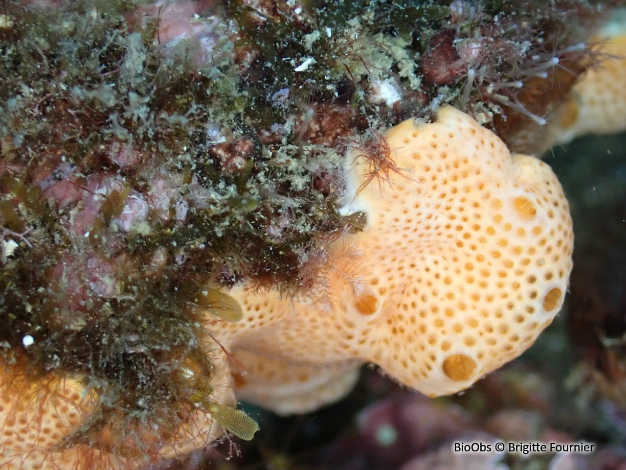 Didemne commun - Didemnum commune - Brigitte Fournier - BioObs