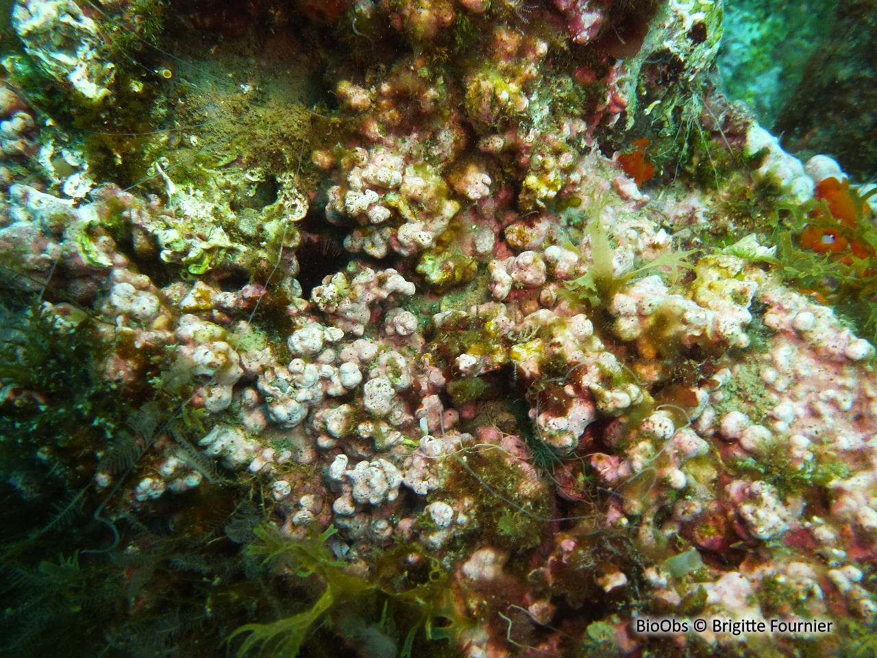 Feuille de pierre mamelonnée - Lithophyllum racemus - Brigitte Fournier - BioObs