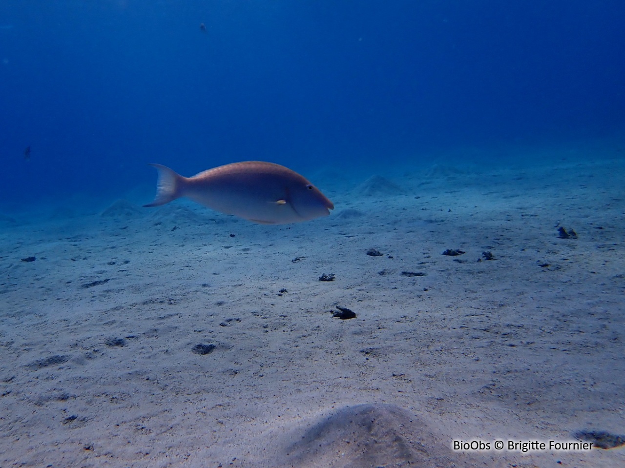 Poisson perroquet à nez long - Hipposcarus harid - Brigitte Fournier - BioObs
