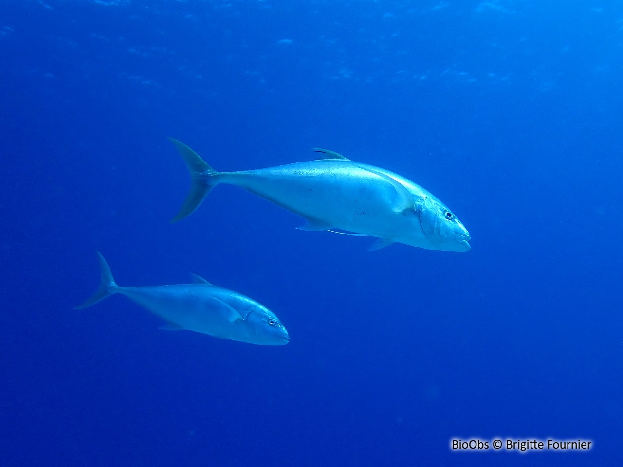 Carangue à gouttes d'or - Carangoides fulvoguttatus - Brigitte Fournier - BioObs