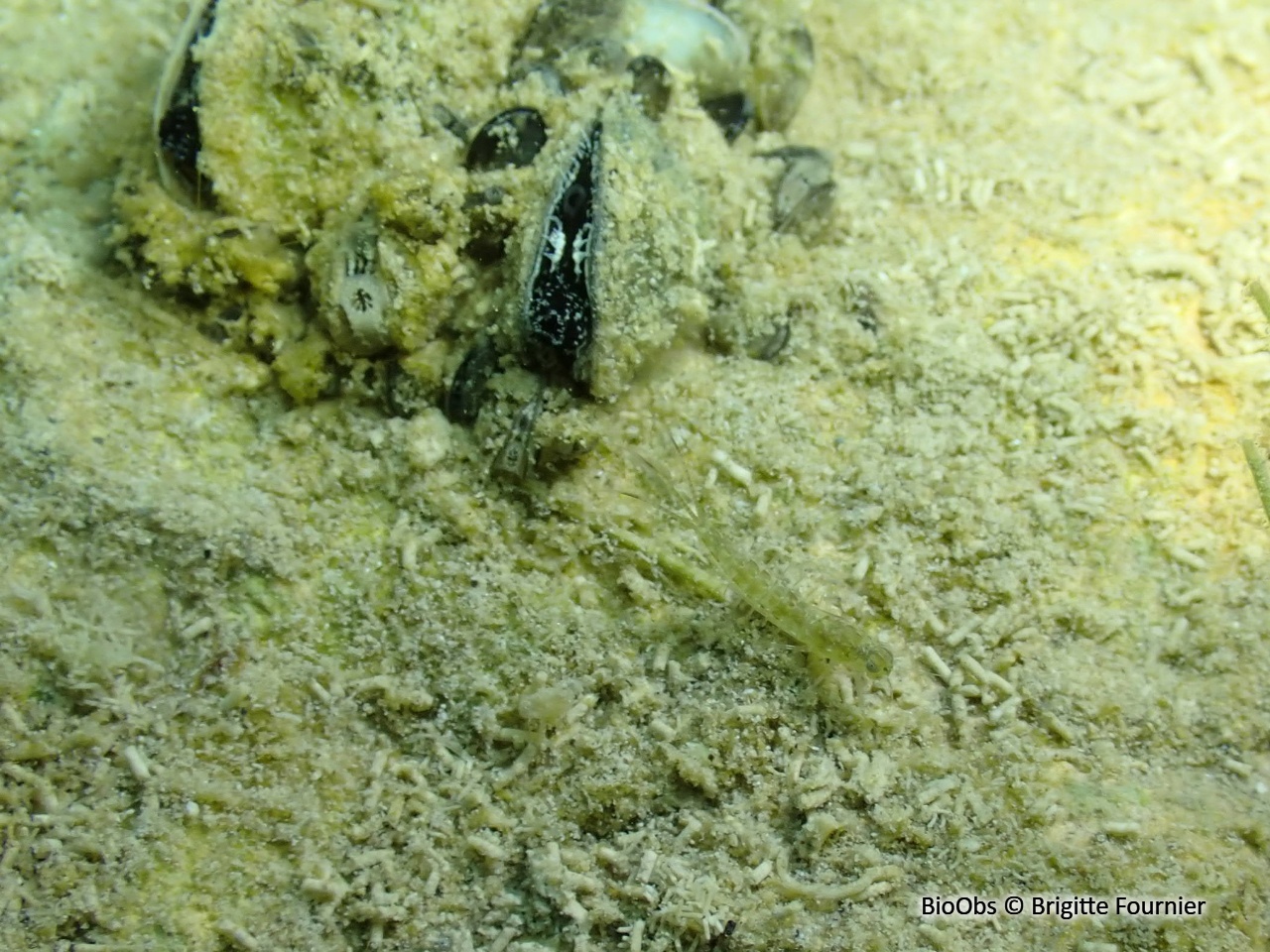 Larves d'éphémères - Ephemeroptera sp. - Brigitte Fournier - BioObs