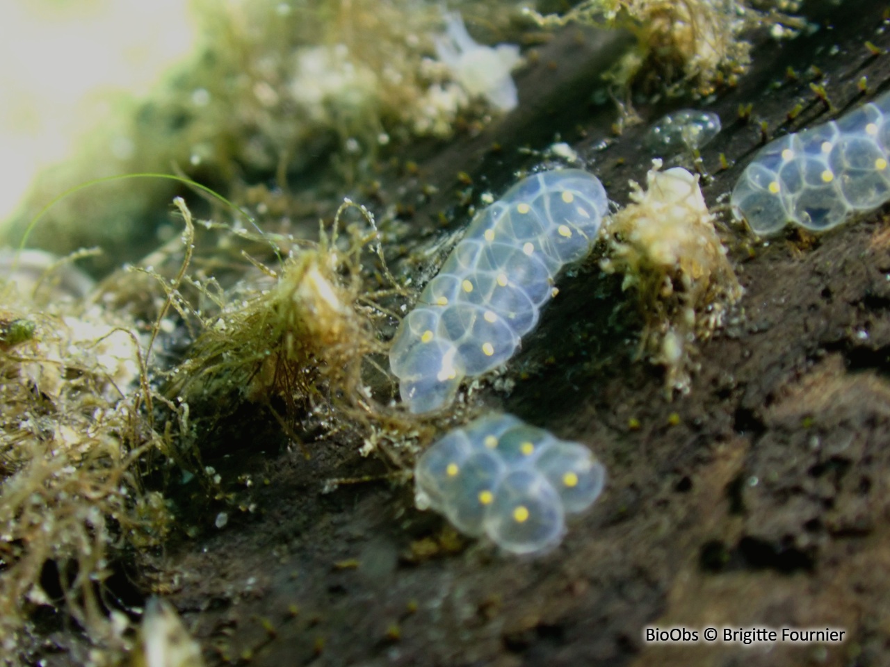 Bithynie commune ponte - Bithynia - Brigitte Fournier - BioObs