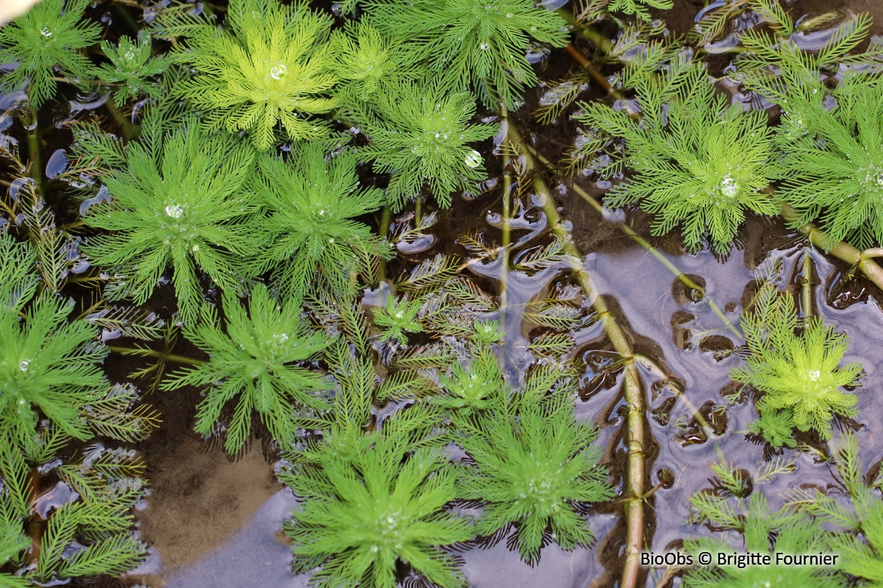 Myriophylle aquatique - Myriophyllum aquaticum - Brigitte Fournier - BioObs