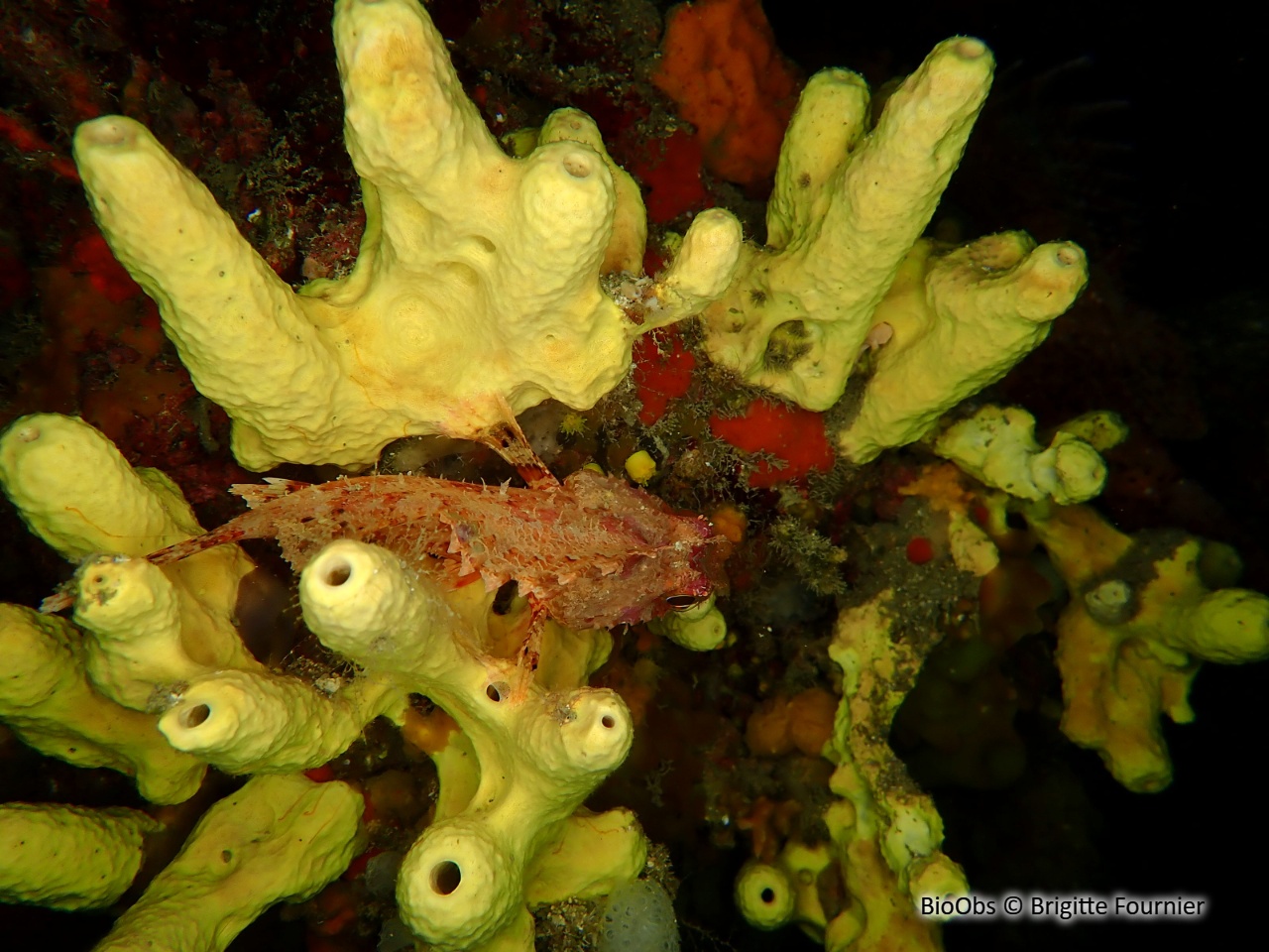 Eponge cavernicole jaune - Aplysina cavernicola - Brigitte Fournier - BioObs
