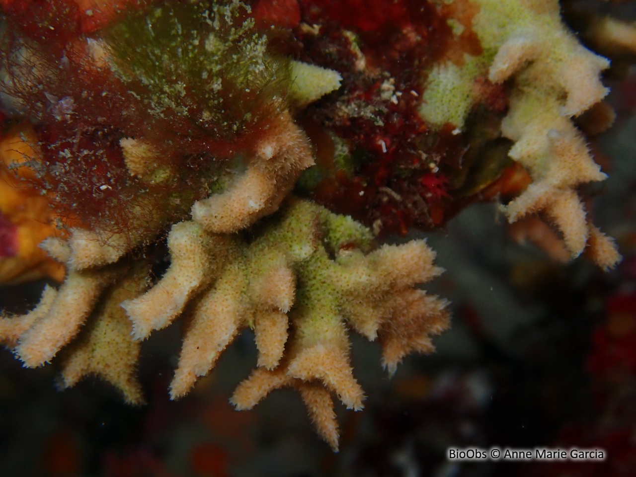Bryozoaire corne d'élan - Dentiporella sardonica - Anne Marie Garcia - BioObs