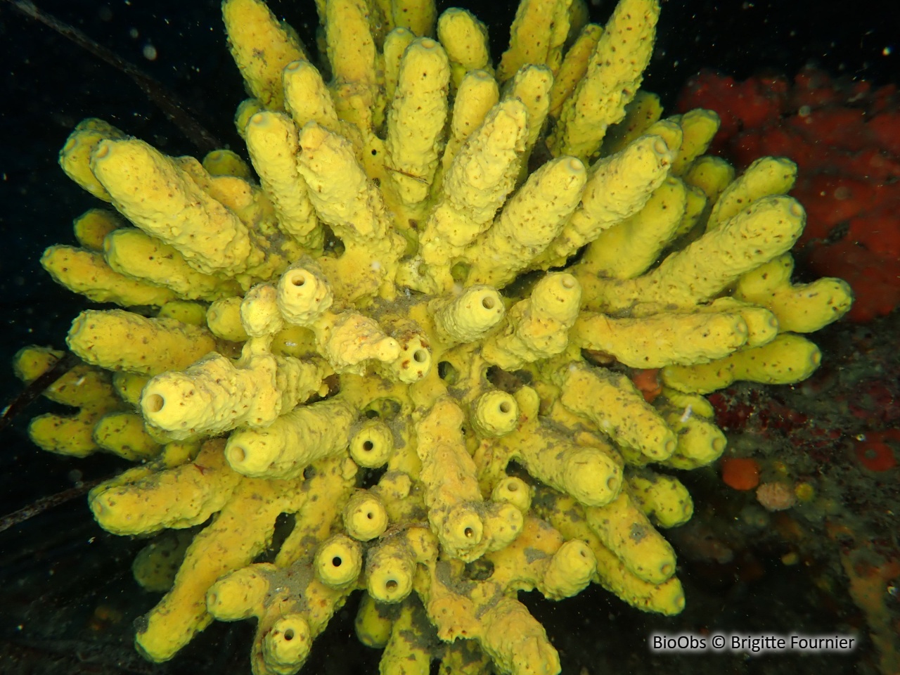 Eponge cavernicole jaune - Aplysina cavernicola - Brigitte Fournier - BioObs