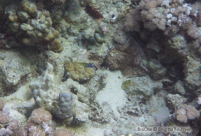Blennie mimétique de mer Rouge - Ecsenius gravieri - Brigitte Fournier - BioObs