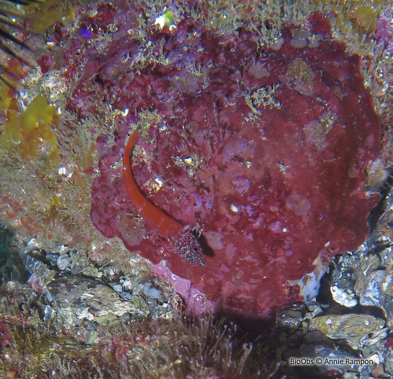 Triptérygion nain - Tripterygion melanurum - Annie Rampon - BioObs