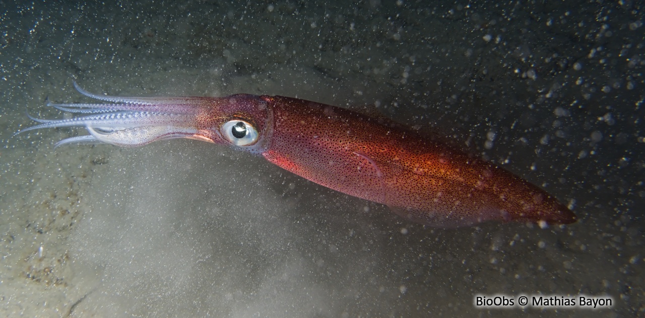 Calmar - Loligo vulgaris - Mathias Bayon - BioObs