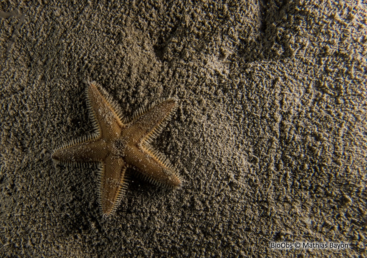 Petite étoile peigne - Astropecten spinulosus - Mathias Bayon - BioObs