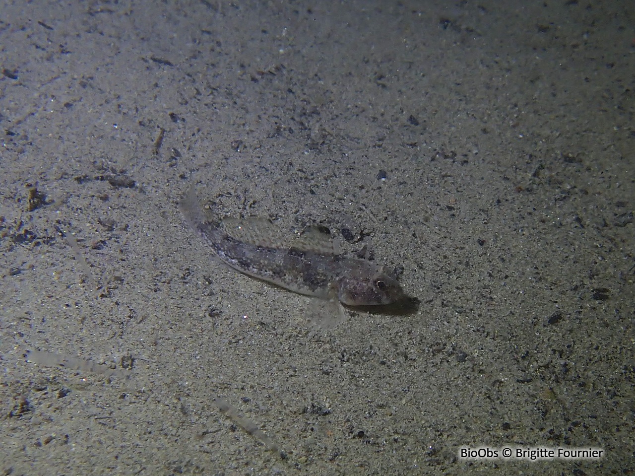 Gobie à quatre taches - Deltentosteus quadrimaculatus - Brigitte Fournier - BioObs