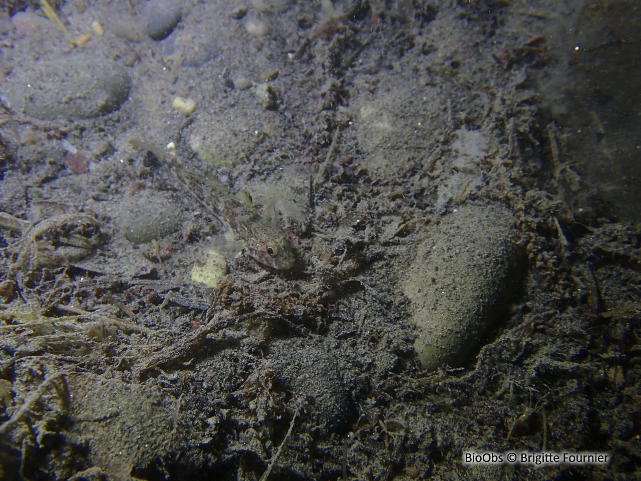 Gobie à quatre taches - Deltentosteus quadrimaculatus - Brigitte Fournier - BioObs