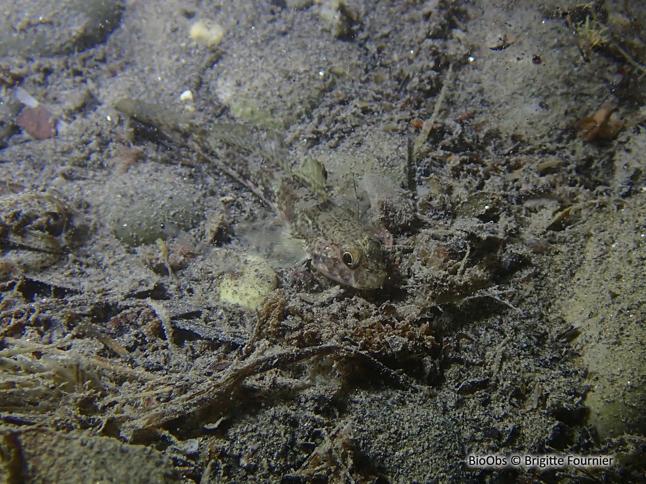 Gobie à quatre taches - Deltentosteus quadrimaculatus - Brigitte Fournier - BioObs