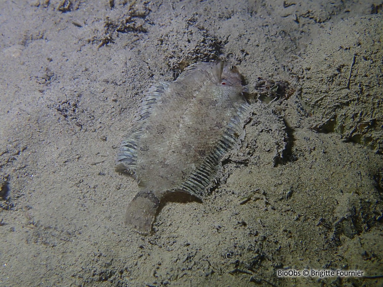 Sole velue - Monochirus hispidus - Brigitte Fournier - BioObs