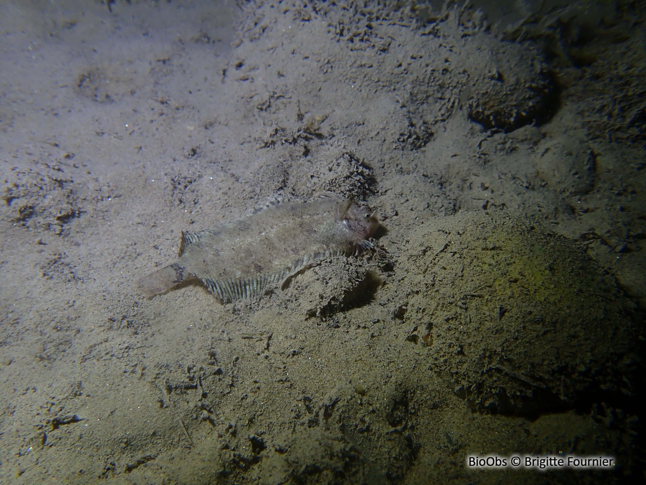 Sole velue - Monochirus hispidus - Brigitte Fournier - BioObs