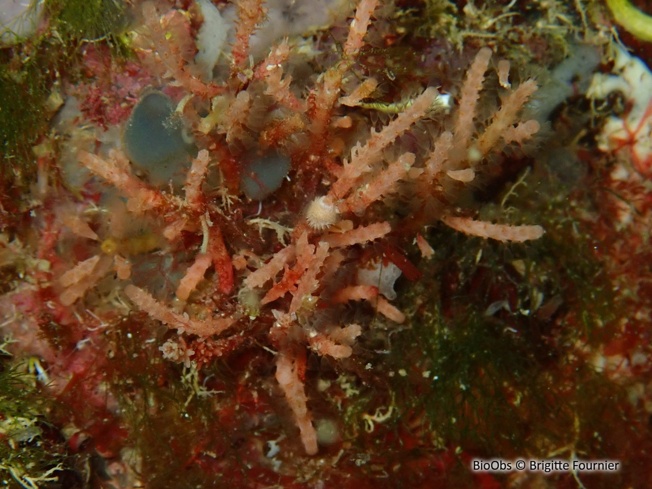 Bryozoaire cactus-cierge - Margaretta cereoides - Brigitte Fournier - BioObs