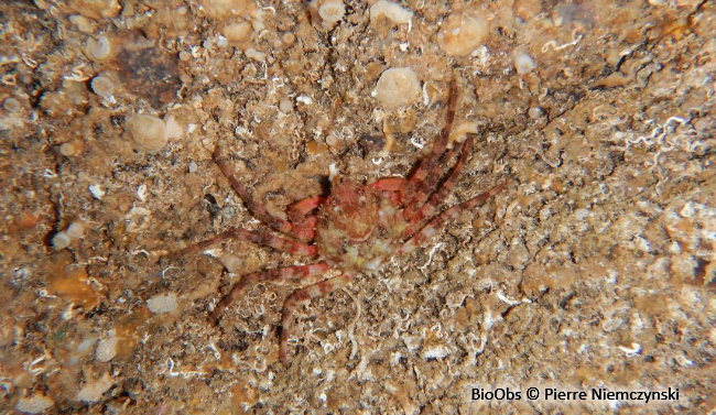 Araignée de mer ridée - Herbstia condyliata - Brigitte Fournier - BioObs